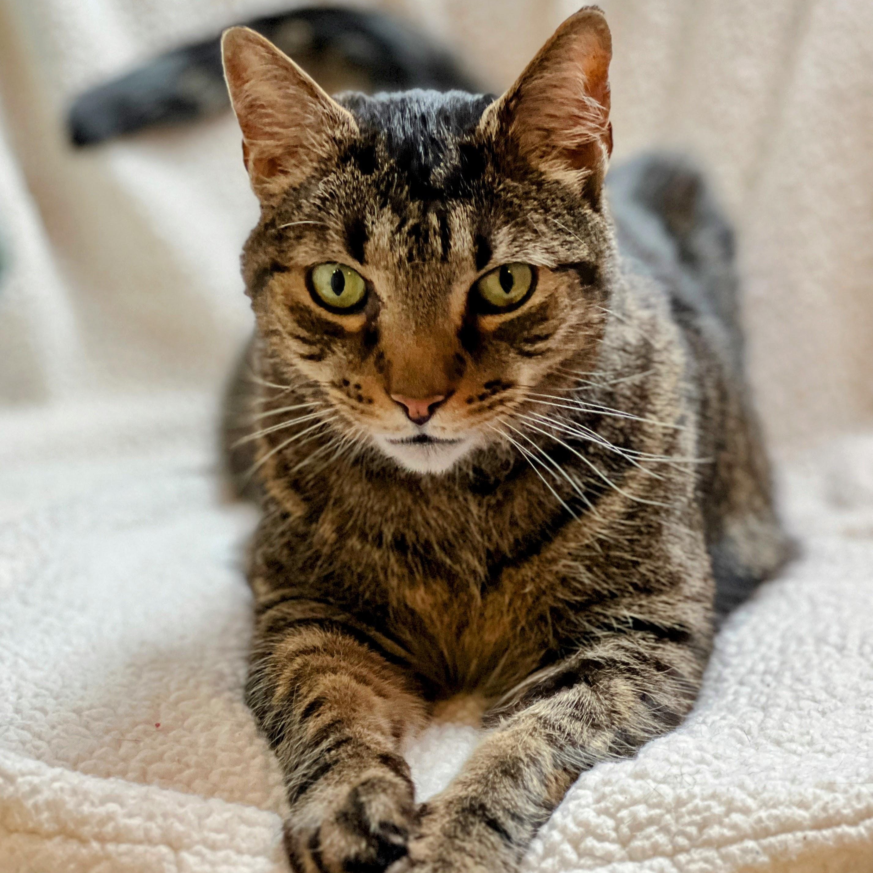 Mr. Bubs, a Adoptable mixed breed in Germansville, PA image 1/4