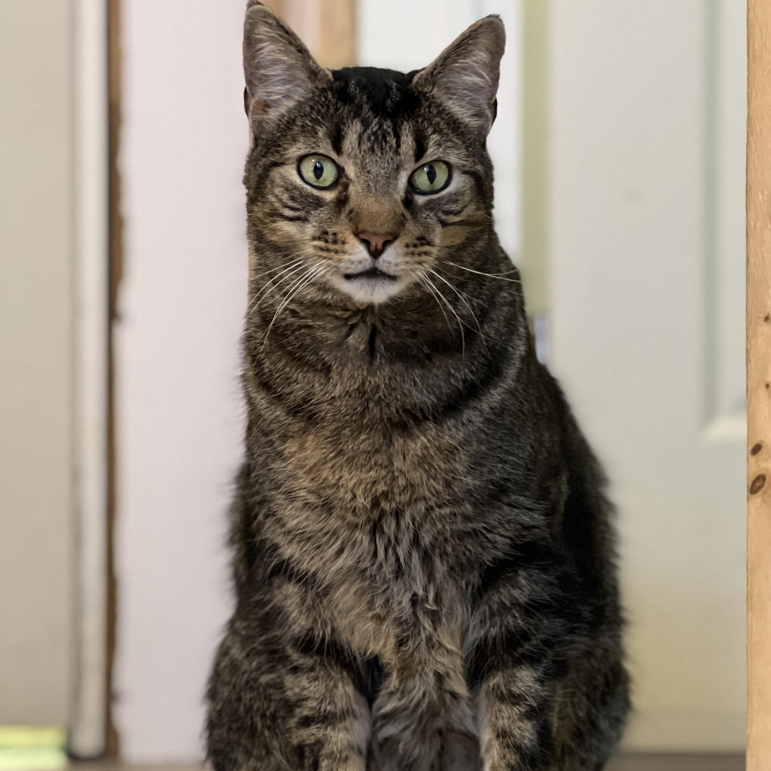 Enlarge Mr. Bubs, a Adoptable mixed breed in Germansville, PA image 5/5