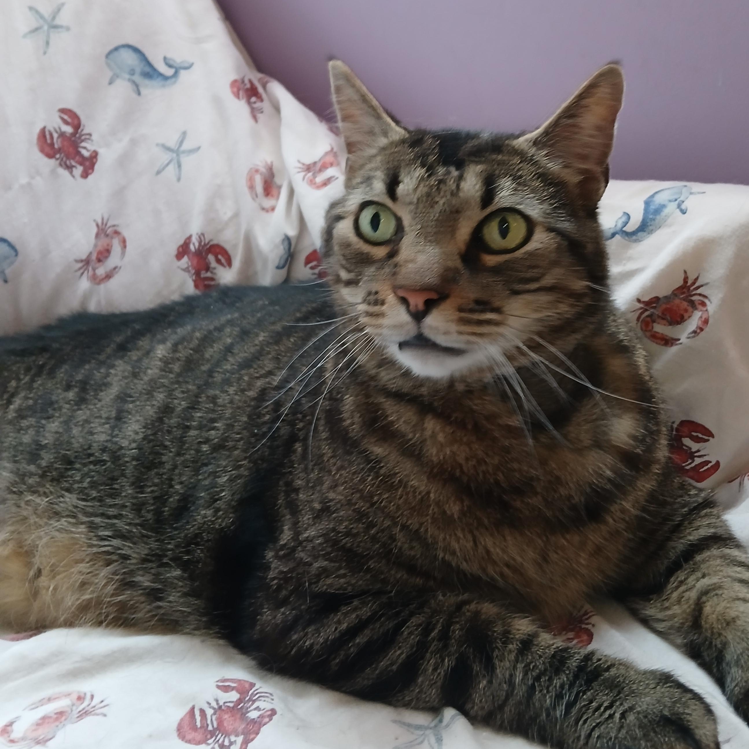 Mr. Bubs, a Adoptable mixed breed in Germansville, PA image 3/4