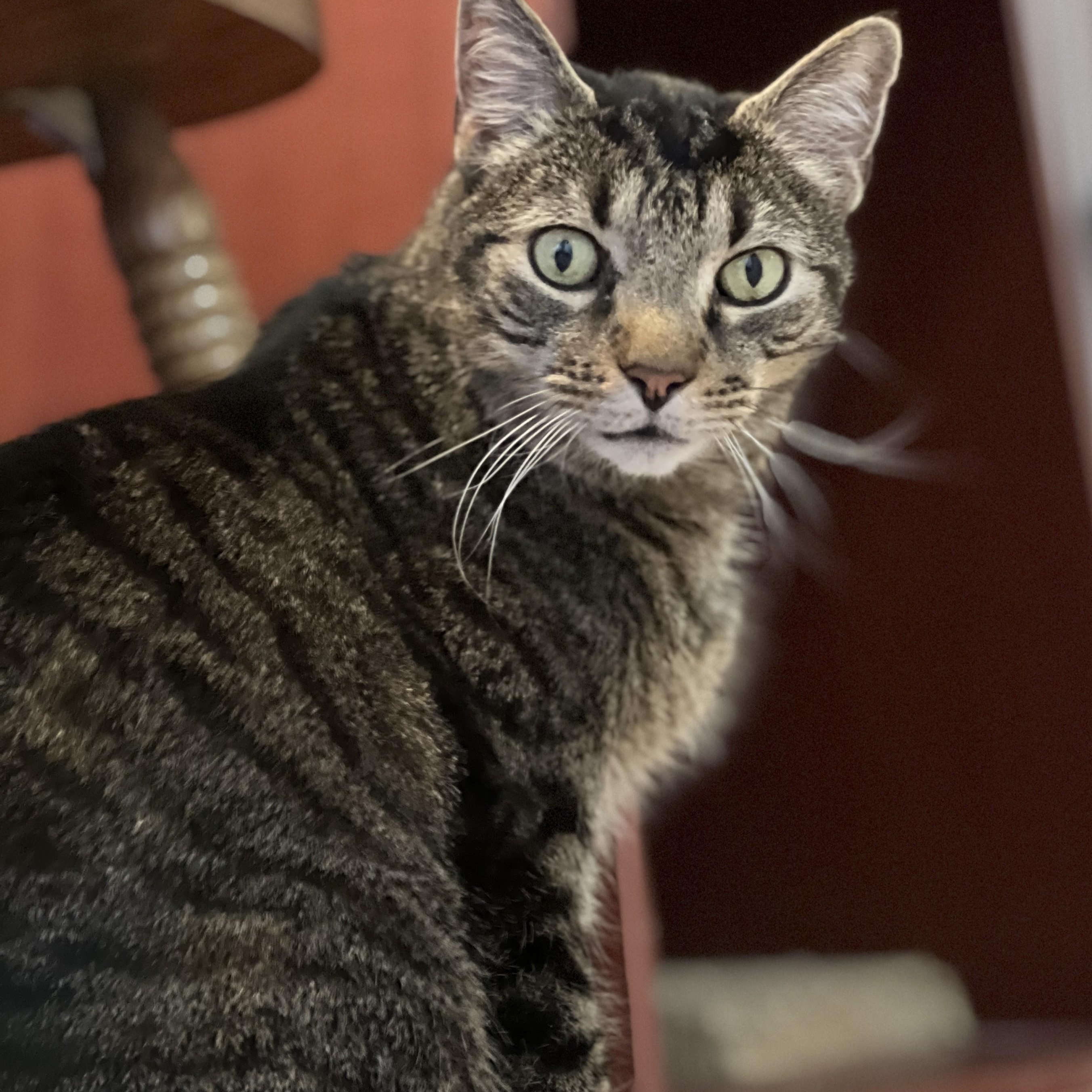 Enlarge Mr. Bubs, a Adoptable mixed breed in Germansville, PA image 1/5