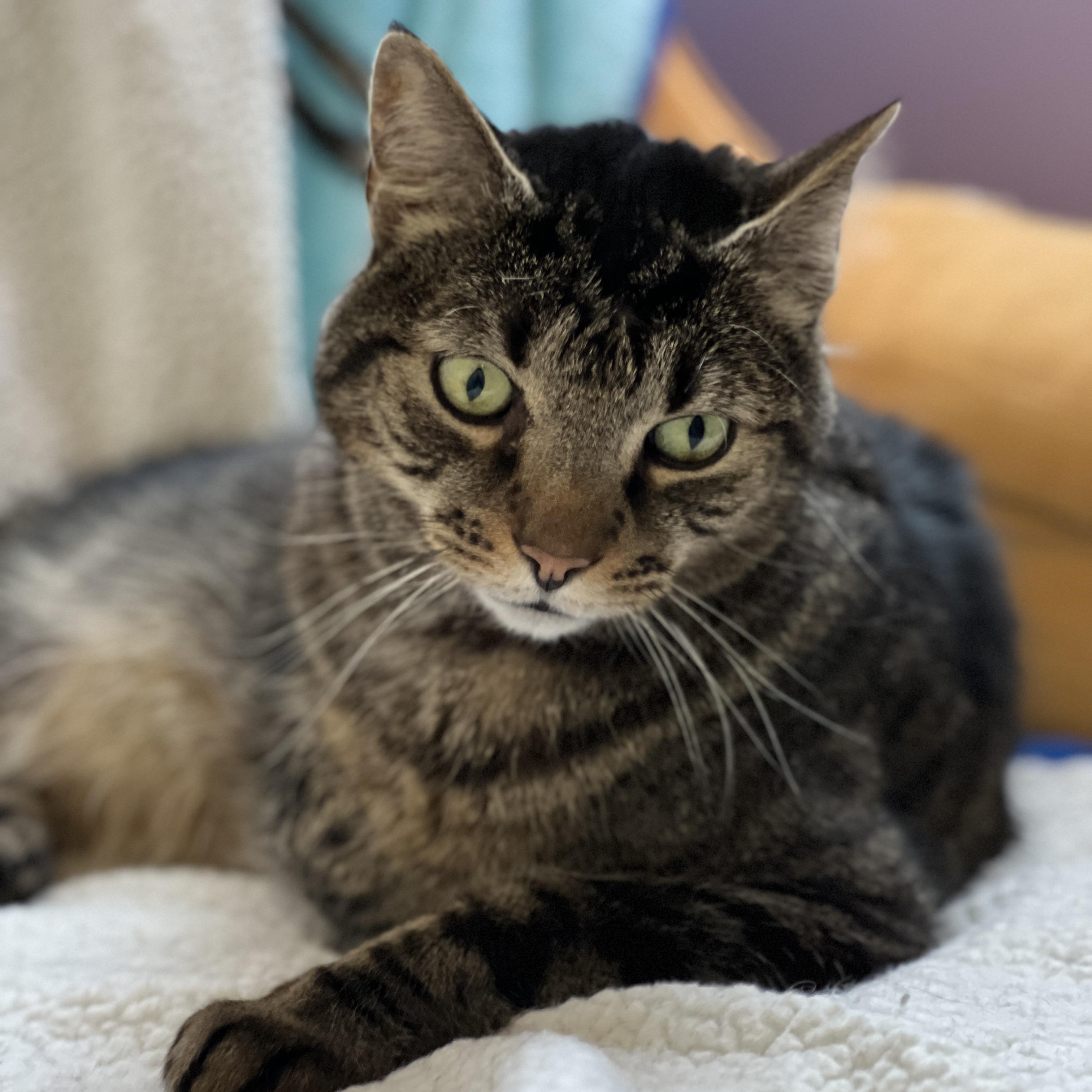 Mr. Bubs, a Adoptable mixed breed in Germansville, PA image 2/4