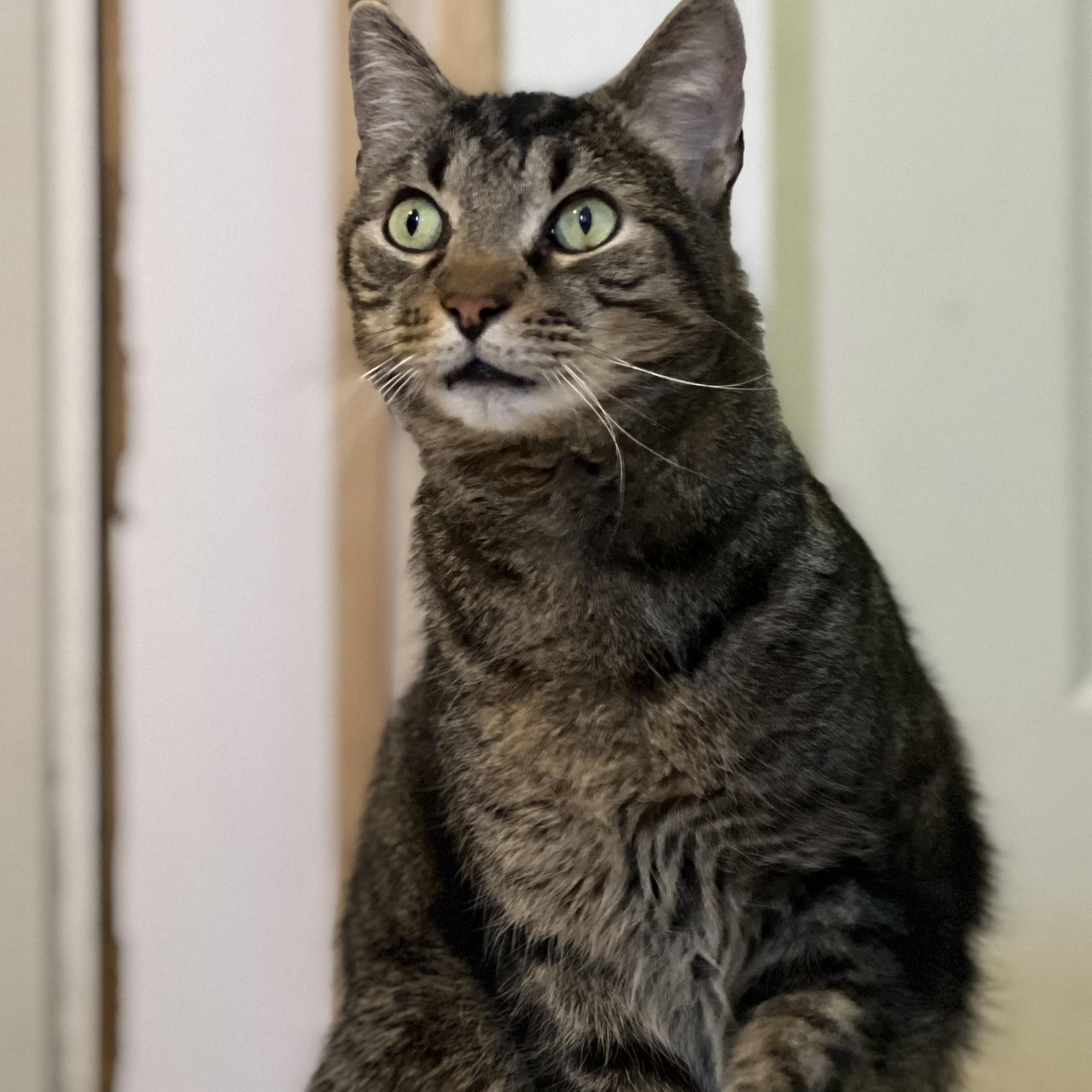 Enlarge Mr. Bubs, a Adoptable mixed breed in Germansville, PA image 4/5