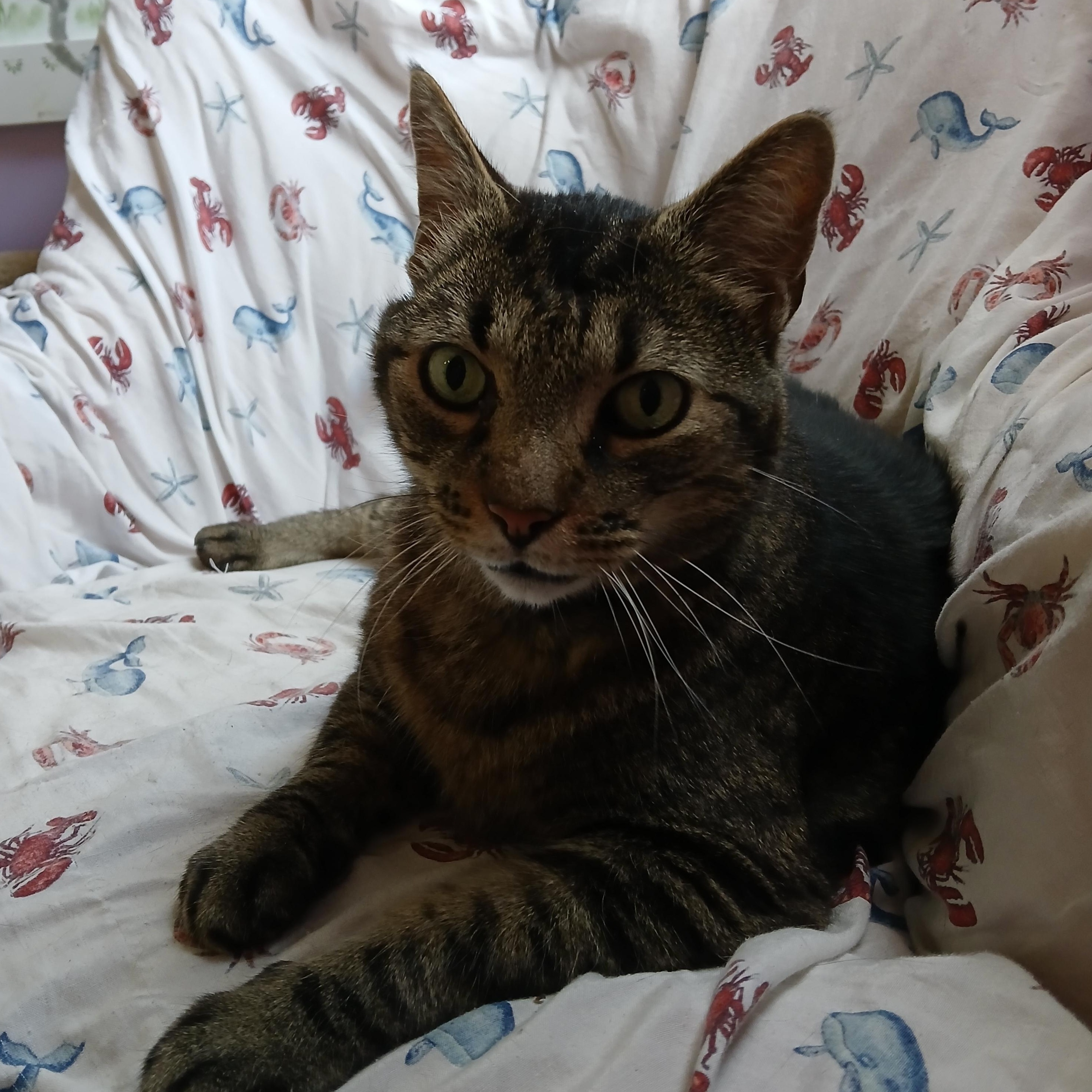 Mr. Bubs, a Adoptable mixed breed in Germansville, PA image 4/4