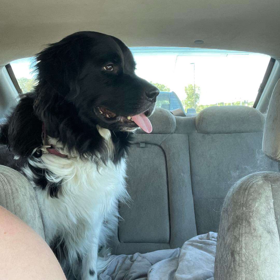 Nell, Adopted, Adult Female Newfoundland Dog.