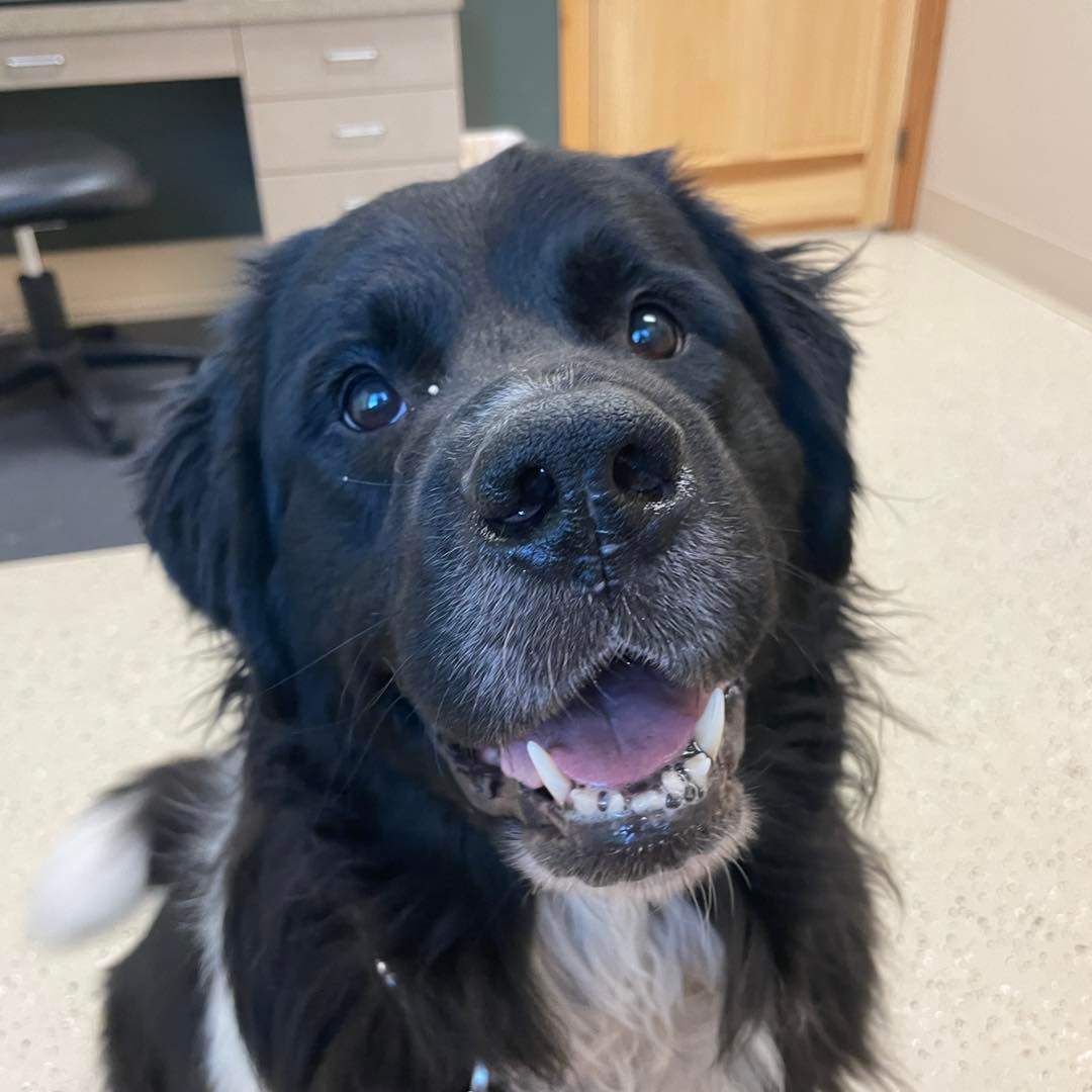 Nell, Adopted, Adult Female Newfoundland Dog.
