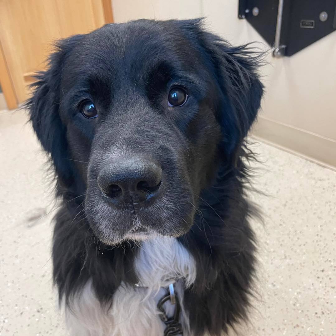 Enlarge Nell, a Adopted Newfoundland Dog in North Branch, MN image 4/4