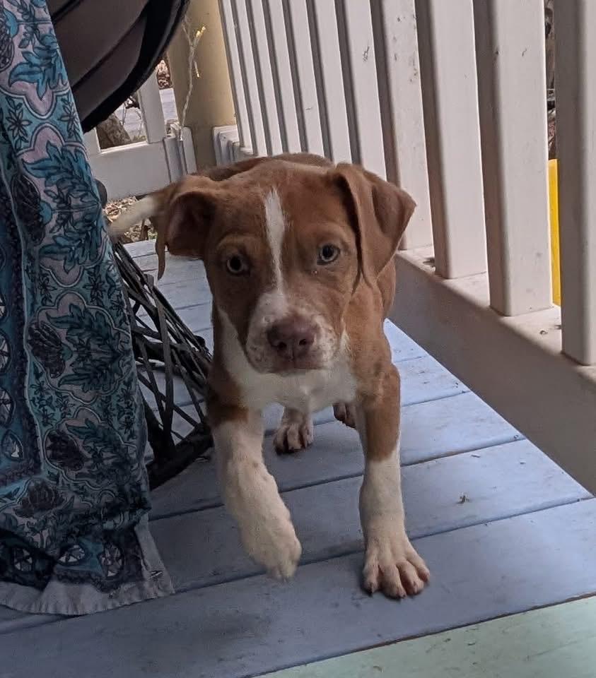 Enlarge Ginger, a Adoptable Terrier in Berlin, NJ image 1/3