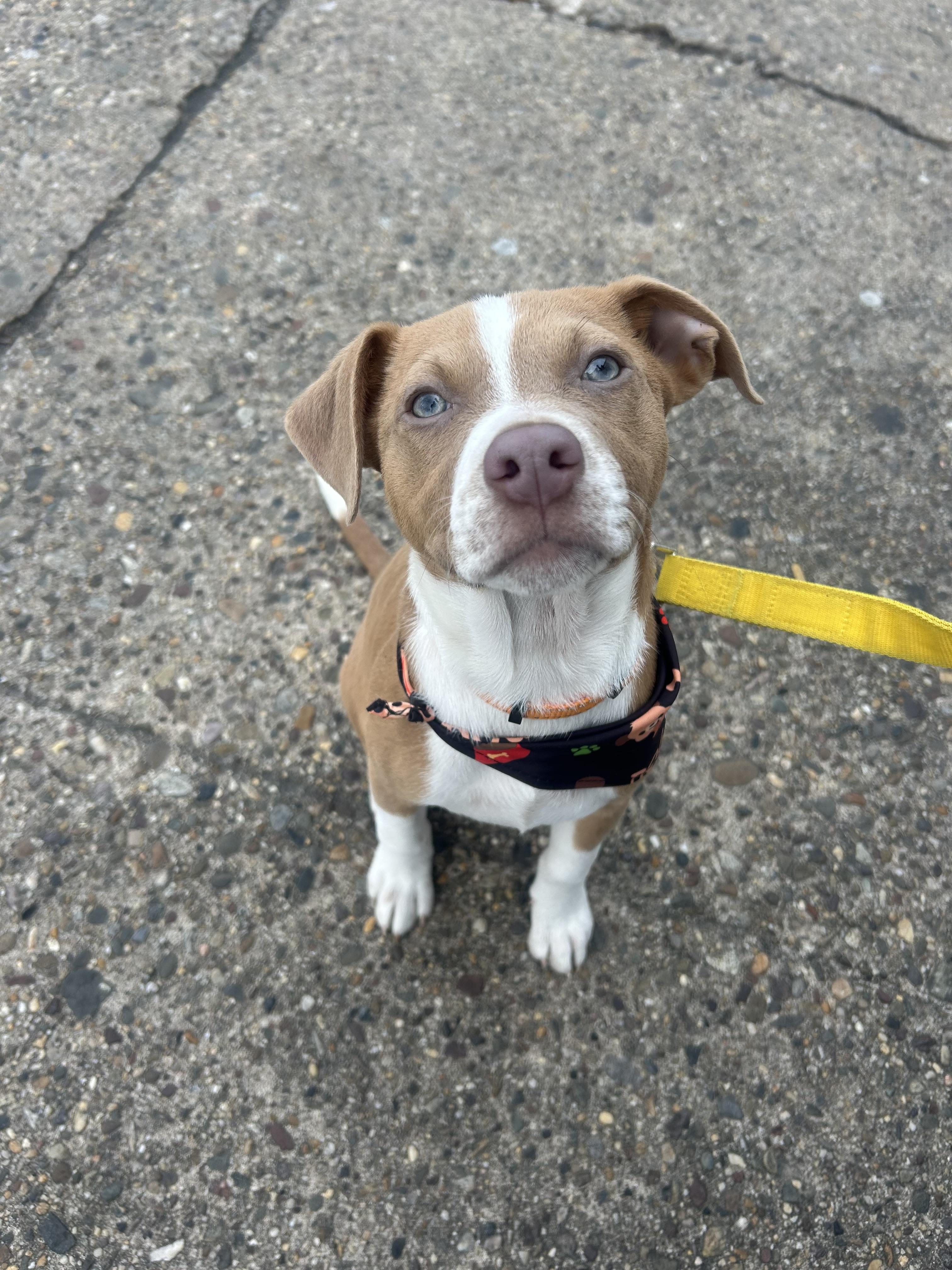 Ginger, Adoptable, Puppy Female Terrier.