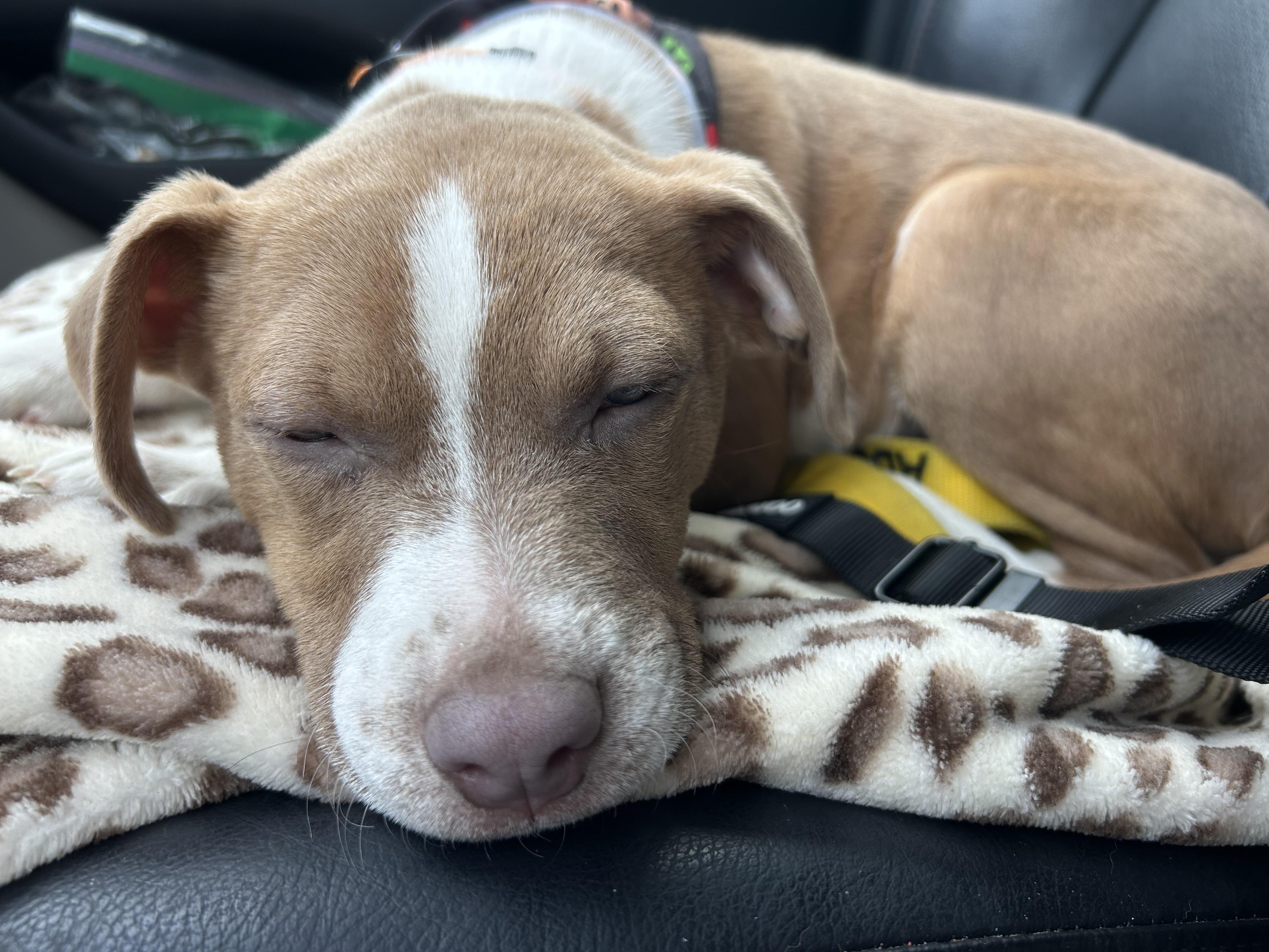 Enlarge Ginger, a Adoptable Terrier in Berlin, NJ image 2/3