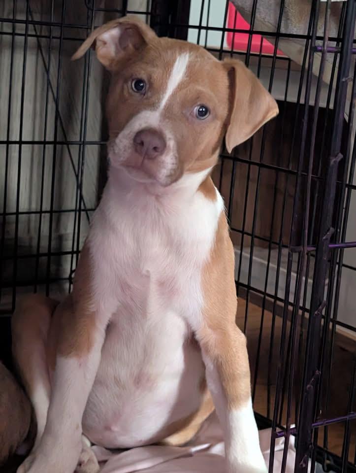 Enlarge Ginger, a Adoptable Terrier in Berlin, NJ image 2/3