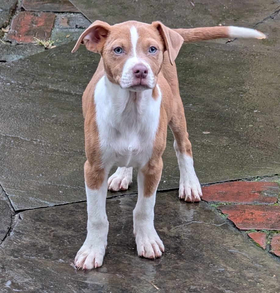 Enlarge Ginger, a Adoptable Terrier in Berlin, NJ image 3/3