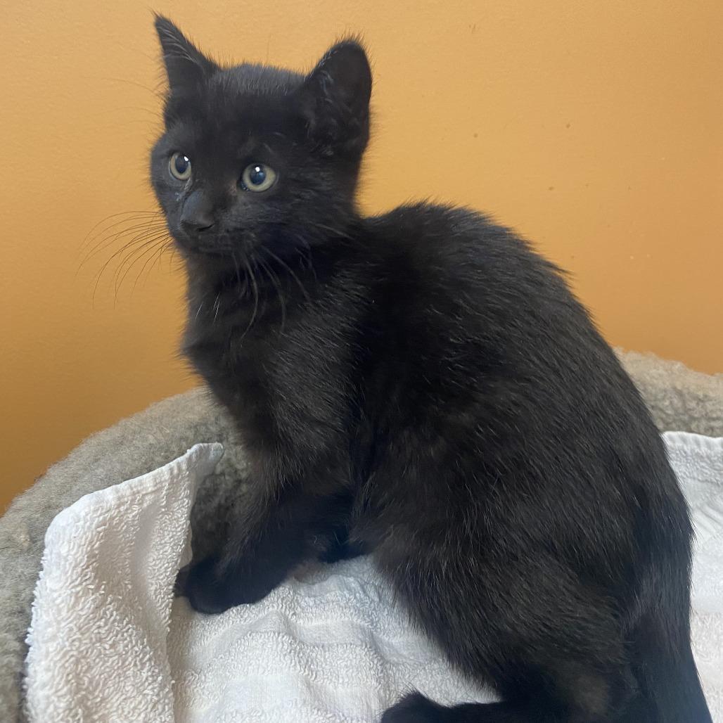 Spooky, Adoptable, Kitten Male Domestic Short Hair.