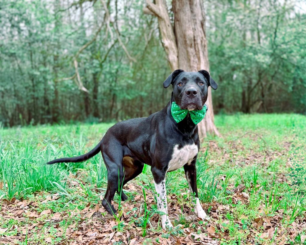 Sunflower aka Psych, Adoptable, Adult Female Labrador Retriever & Great Dane.