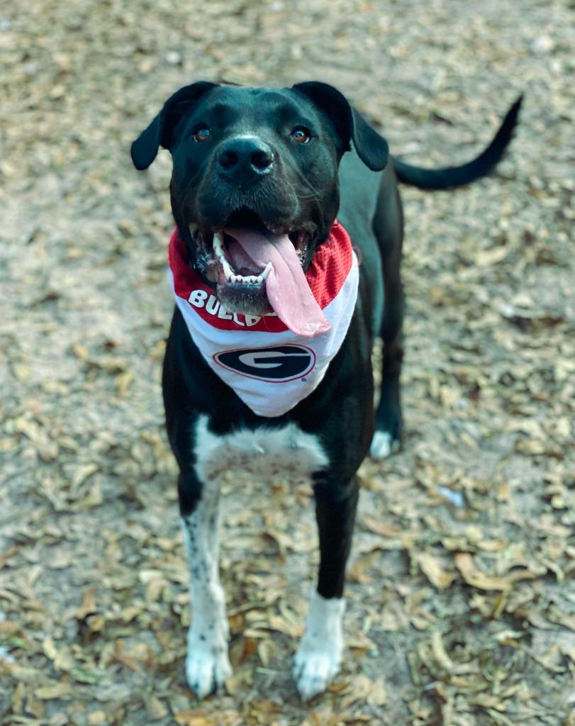 Sunflower (aka Psych), Adoptable, Adult Female Labrador Retriever & Great Dane.