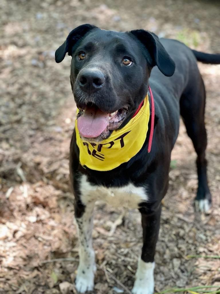 Enlarge Sunflower (aka Psych), a Adoptable mixed breed in Macon, GA image 2/6