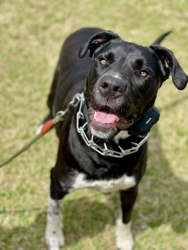 Enlarge Sunflower (aka Psych), a Adoptable mixed breed in Macon, GA image 3/6