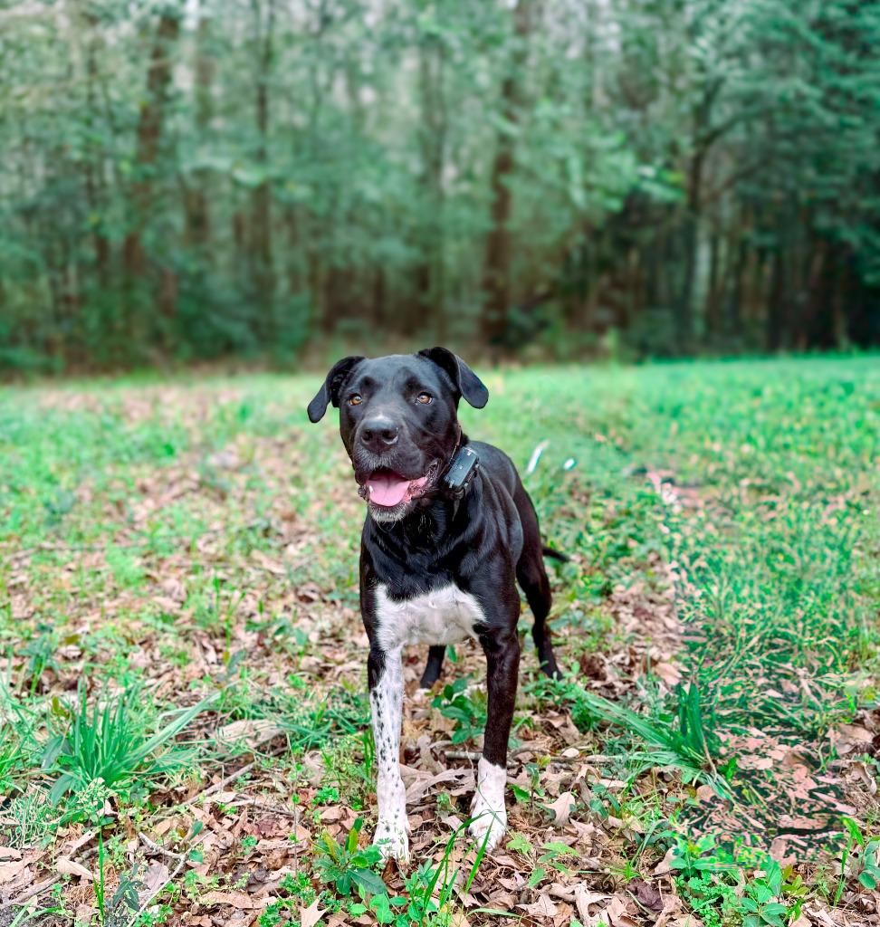 Enlarge Sunflower aka Psych, a Adoptable mixed breed in Macon, GA image 3/6