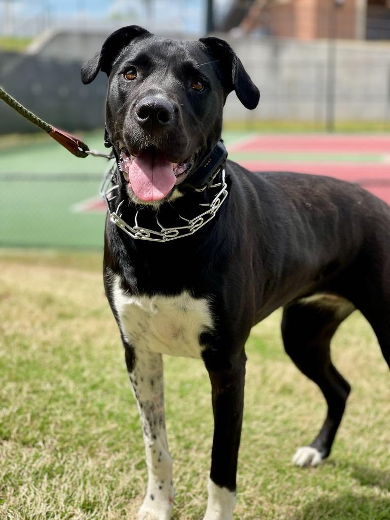 Enlarge Sunflower (aka Psych), a Adoptable mixed breed in Macon, GA image 4/6