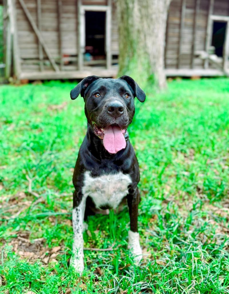 Enlarge Sunflower aka Psych, a Adoptable mixed breed in Macon, GA image 4/6