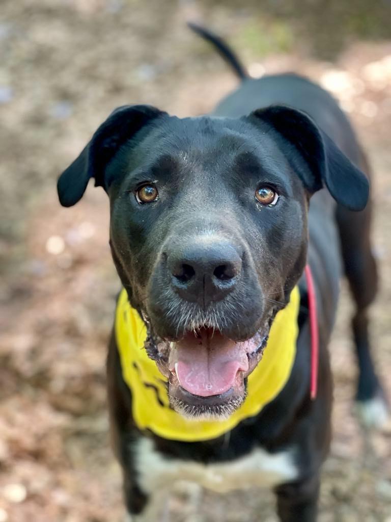 Enlarge Sunflower (aka Psych), a Adoptable mixed breed in Macon, GA image 5/6