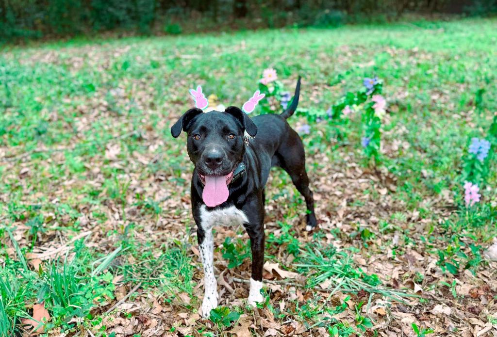 Enlarge Sunflower aka Psych, a Adoptable mixed breed in Macon, GA image 5/6