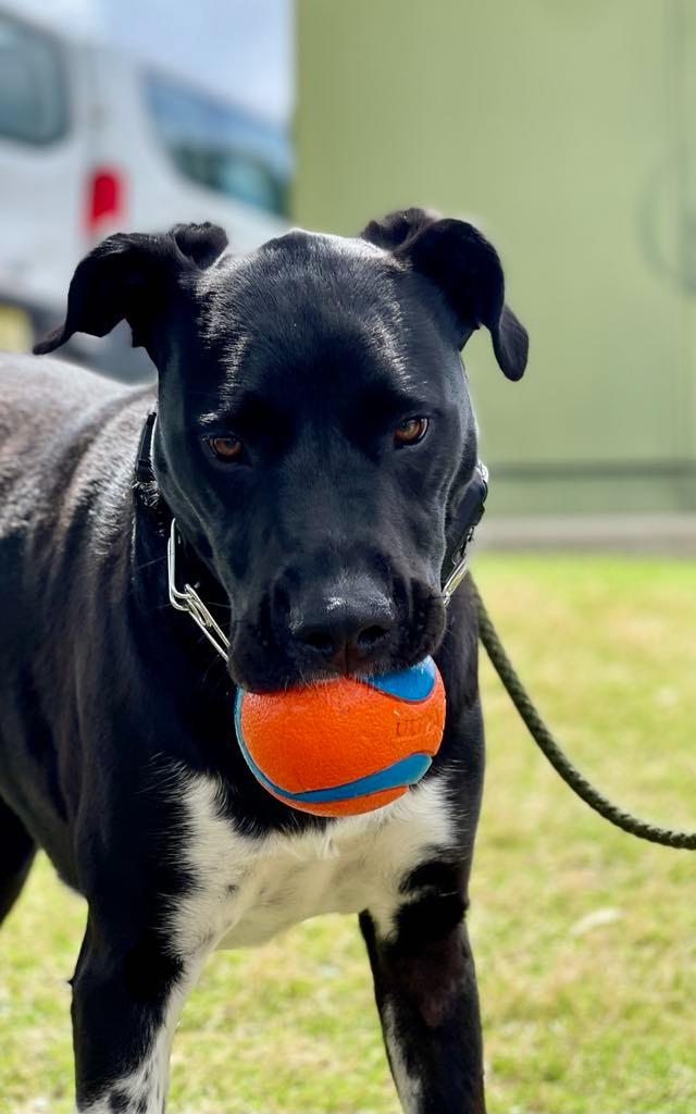 Enlarge Sunflower (aka Psych), a Adoptable mixed breed in Macon, GA image 6/6