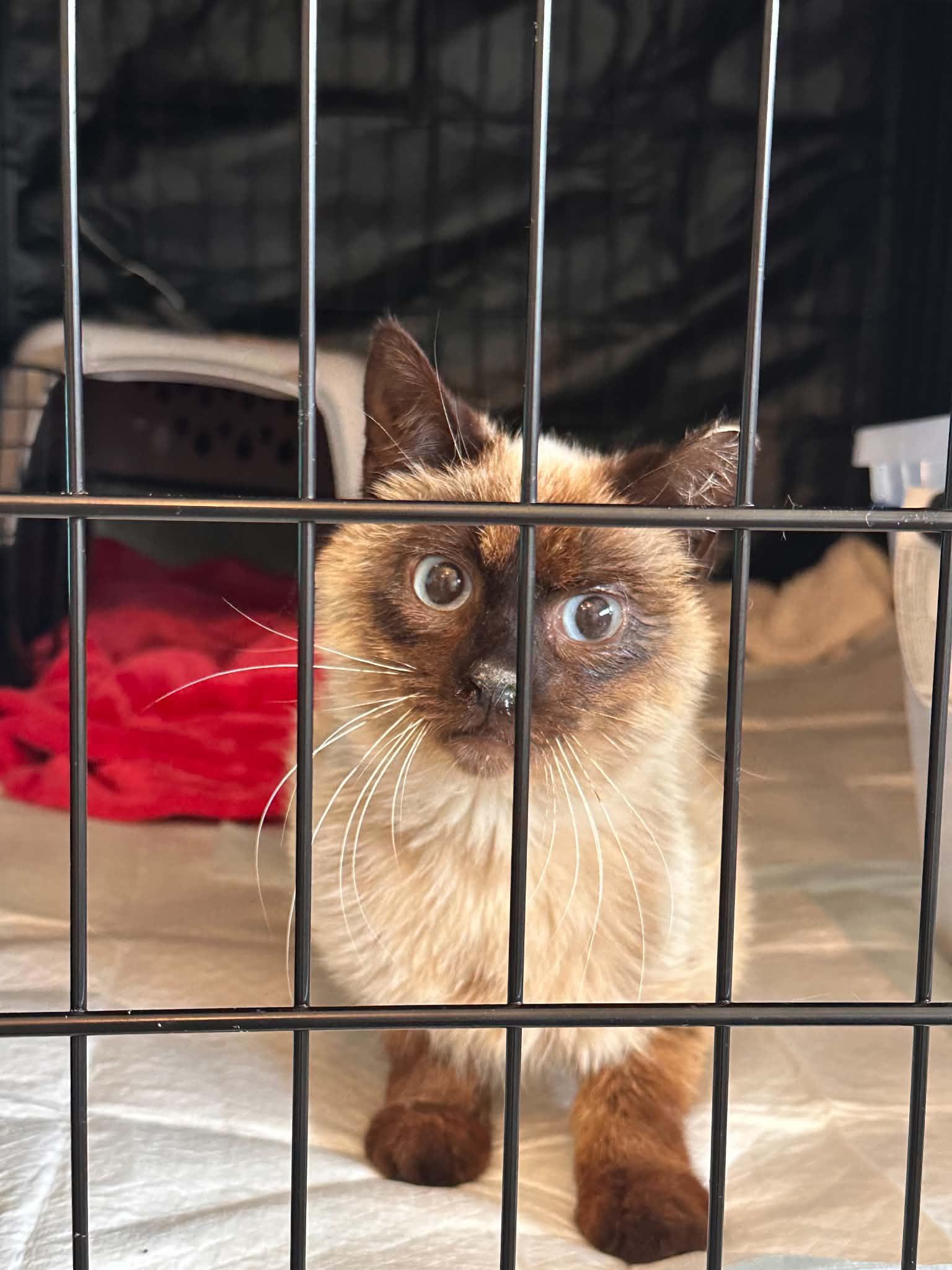 Enlarge Saba, a ADOPTABLE mixed breed in Kent, OH image 1/1