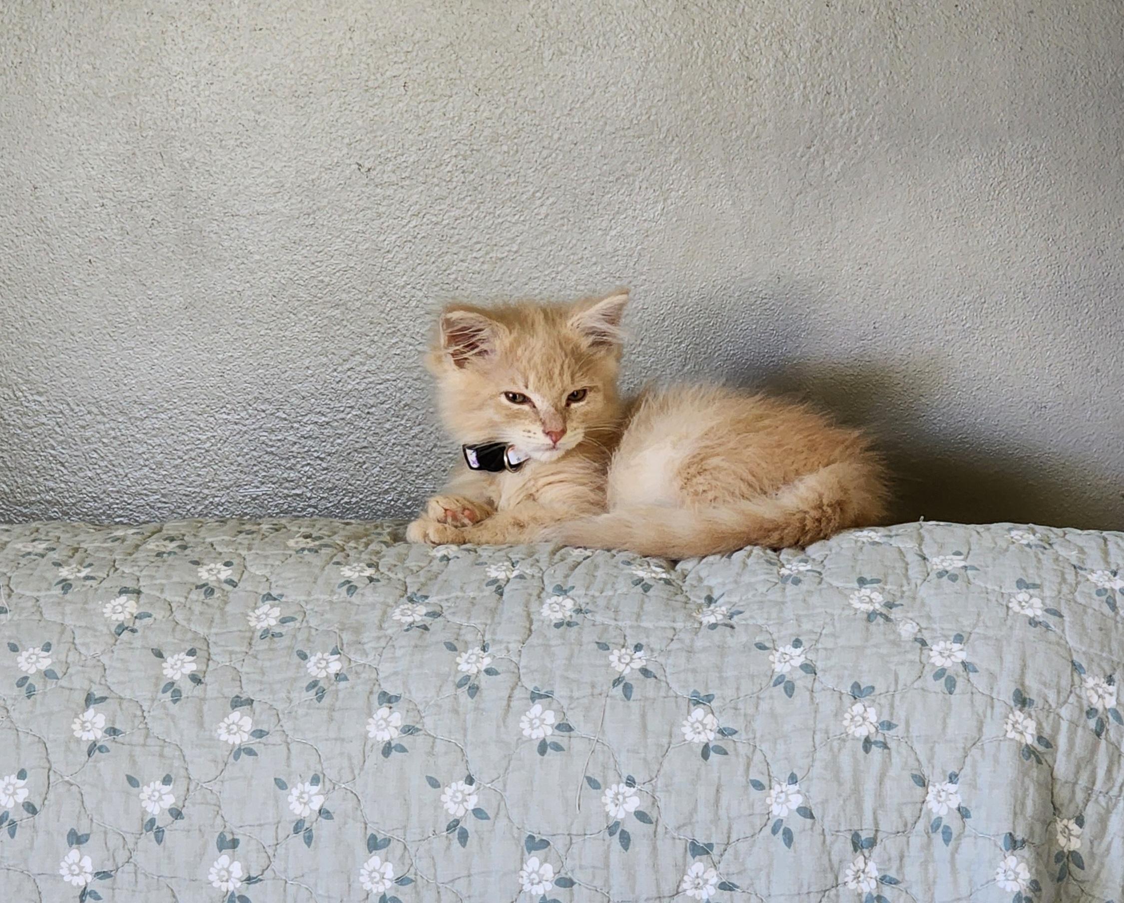 Enlarge Tad, a Adopted Domestic Long Hair in Houghton Lake, MI image 2/3