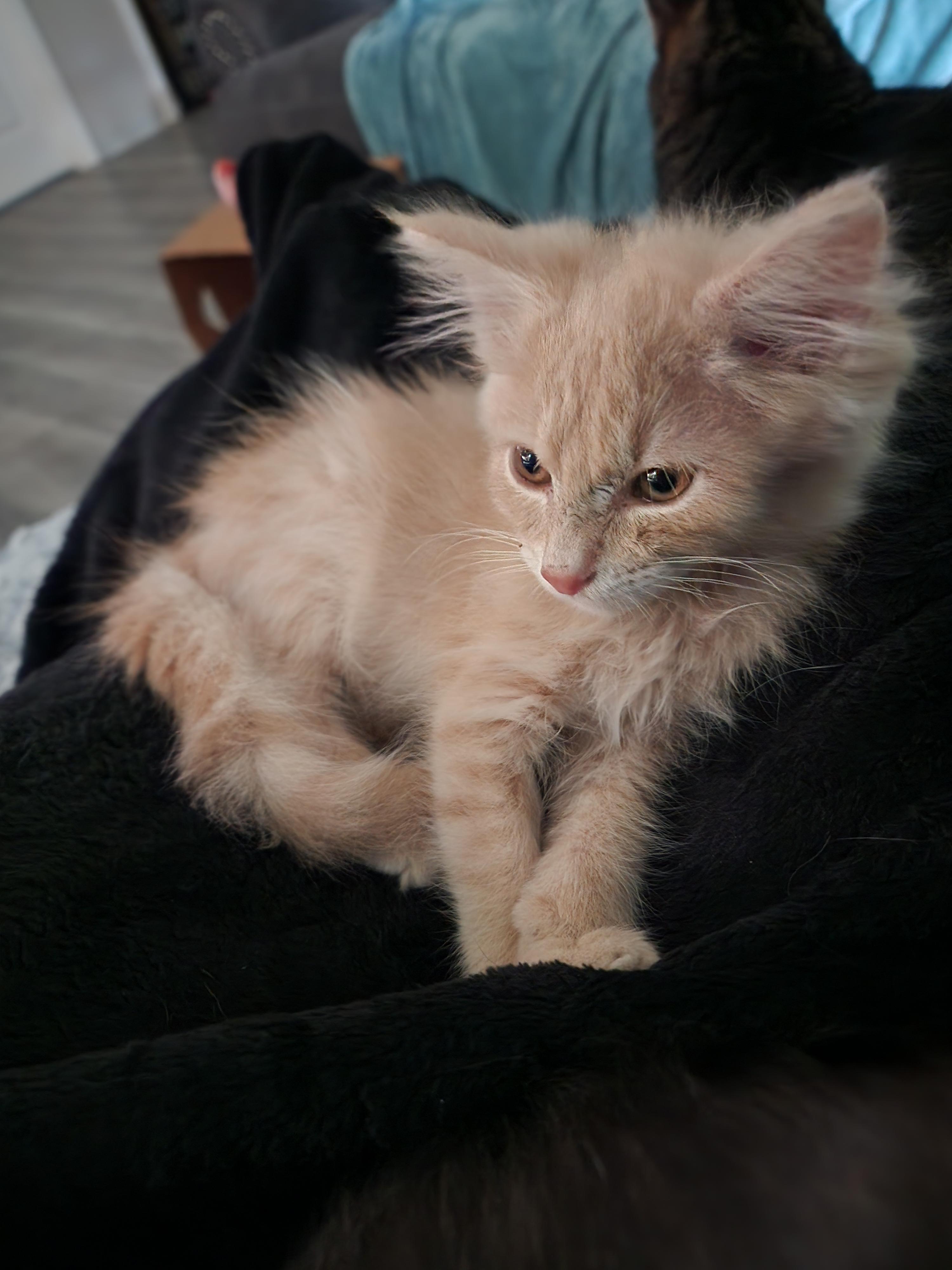 Enlarge Tad, a Adopted Domestic Long Hair in Houghton Lake, MI image 3/3