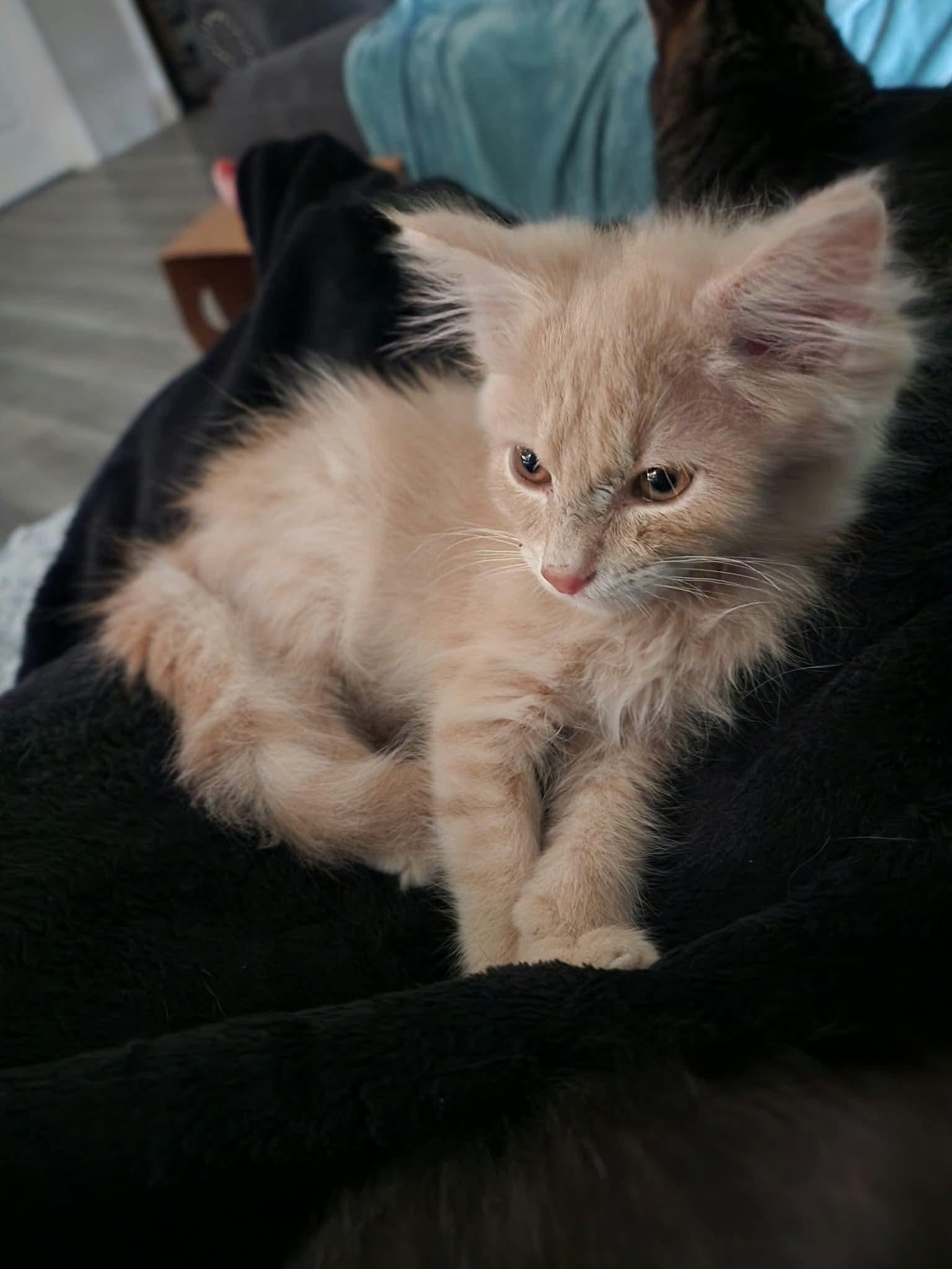 Tad, Adopted, Kitten Male Domestic Long Hair.