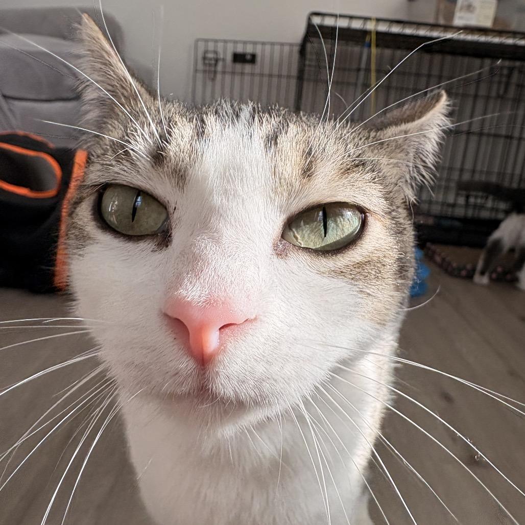 Momma cat — thumbnail 2