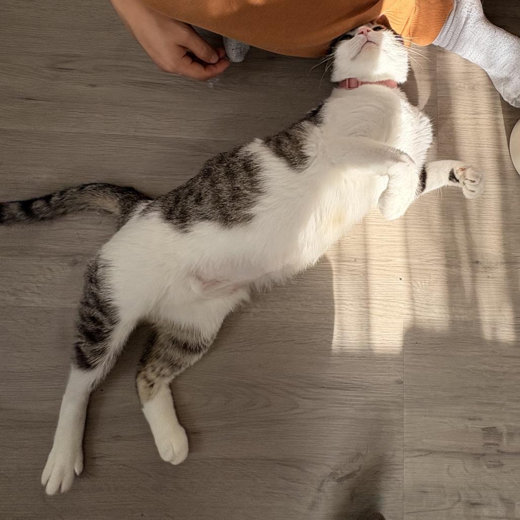 Momma cat — thumbnail 3