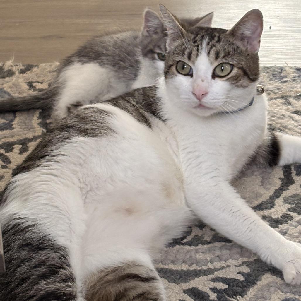 Momma cat — thumbnail 4