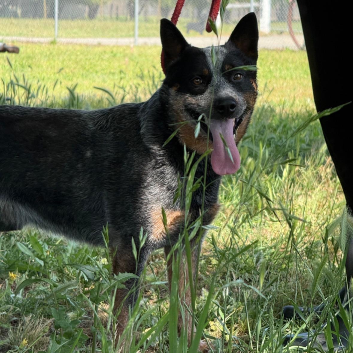 Enlarge Yeti, an adopted Australian Cattle Dog / Blue Heeler in Fairfield, CA image 2/2