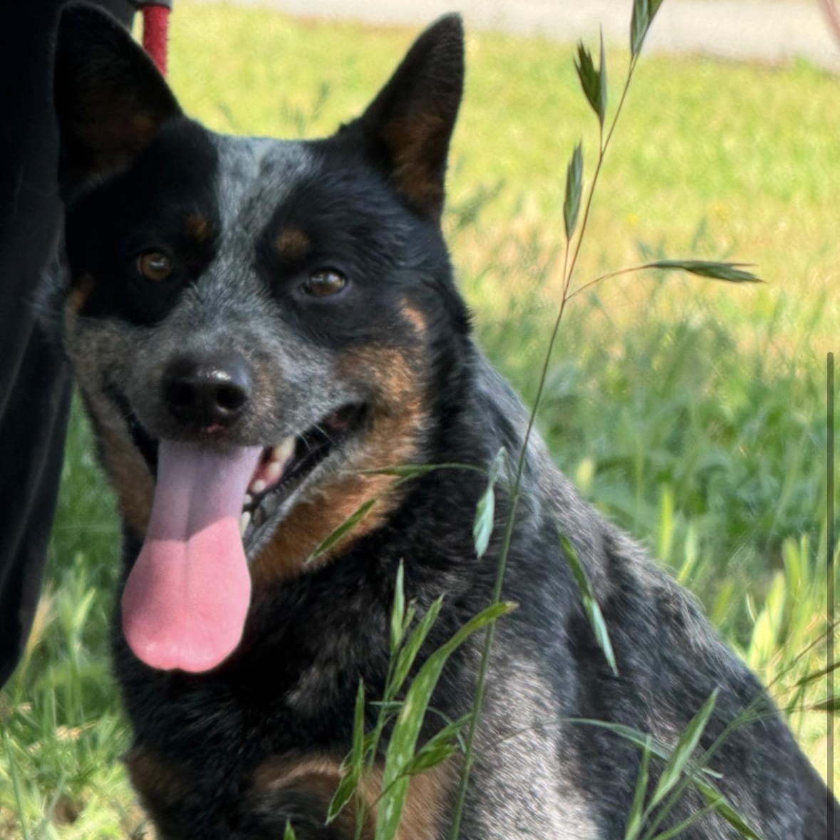 Yeti, adopted, Adult Male Australian Cattle Dog / Blue Heeler.