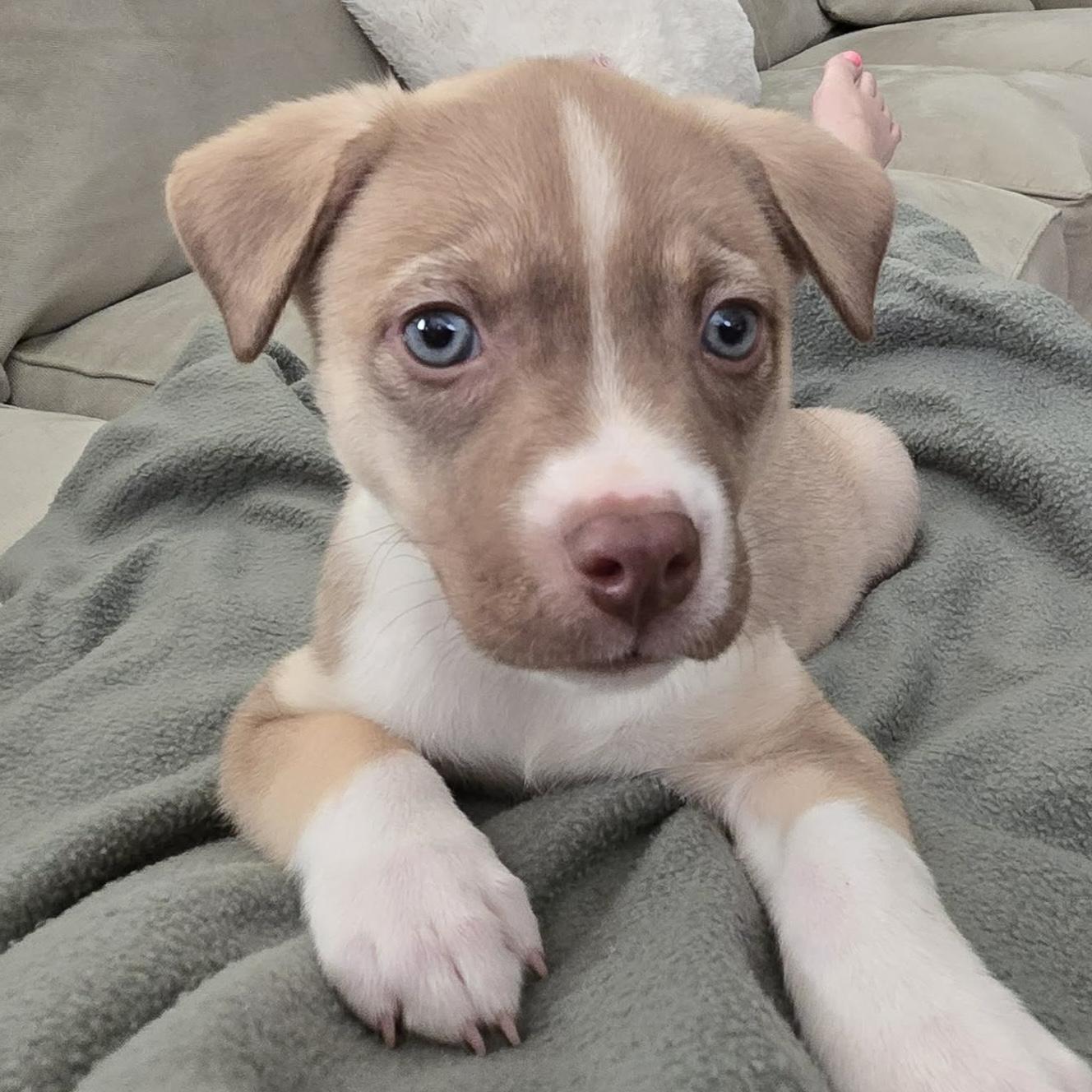 Enlarge Dusty, an adopted mixed breed in Austin, TX image 1/4