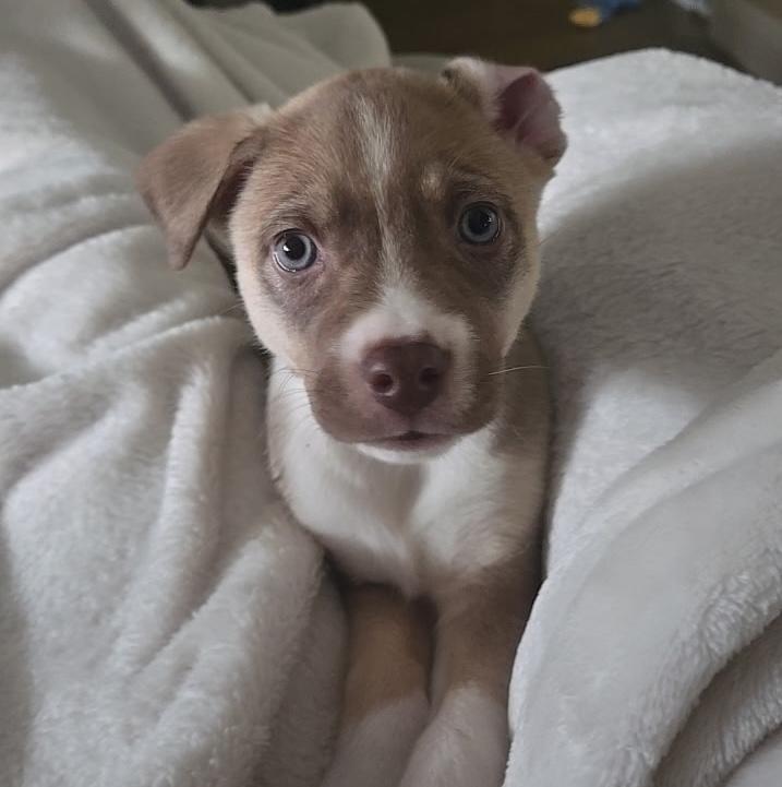 Enlarge Dusty, an adopted mixed breed in Austin, TX image 3/4