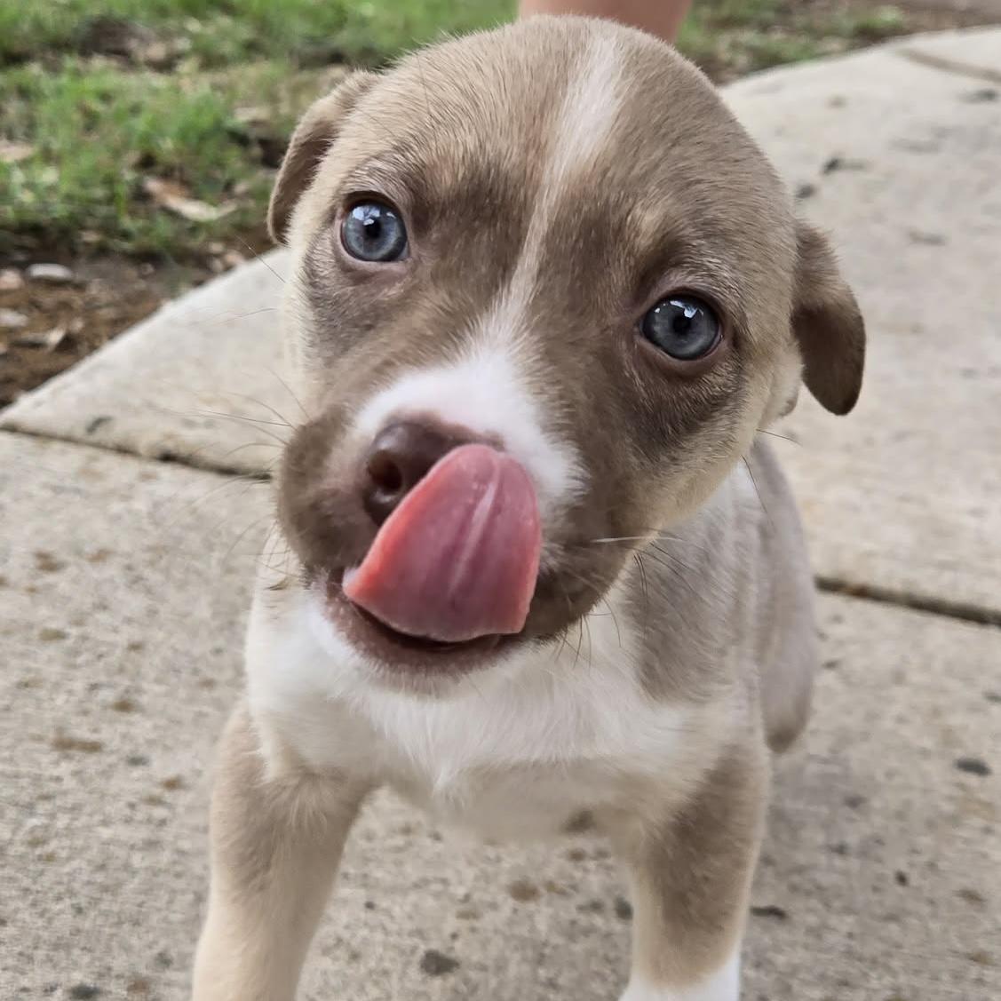 Enlarge Dusty, an adopted mixed breed in Austin, TX image 2/4