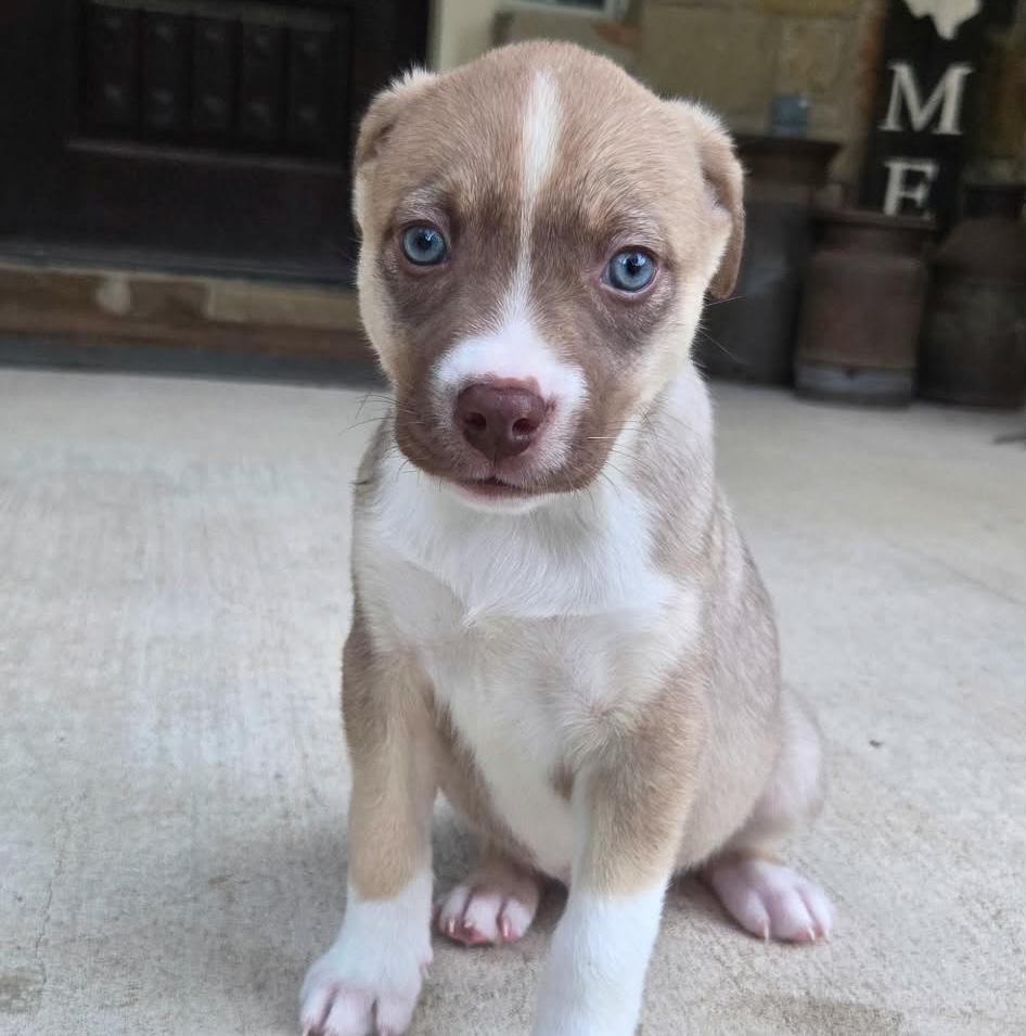 Enlarge Dusty, an adopted mixed breed in Austin, TX image 4/4