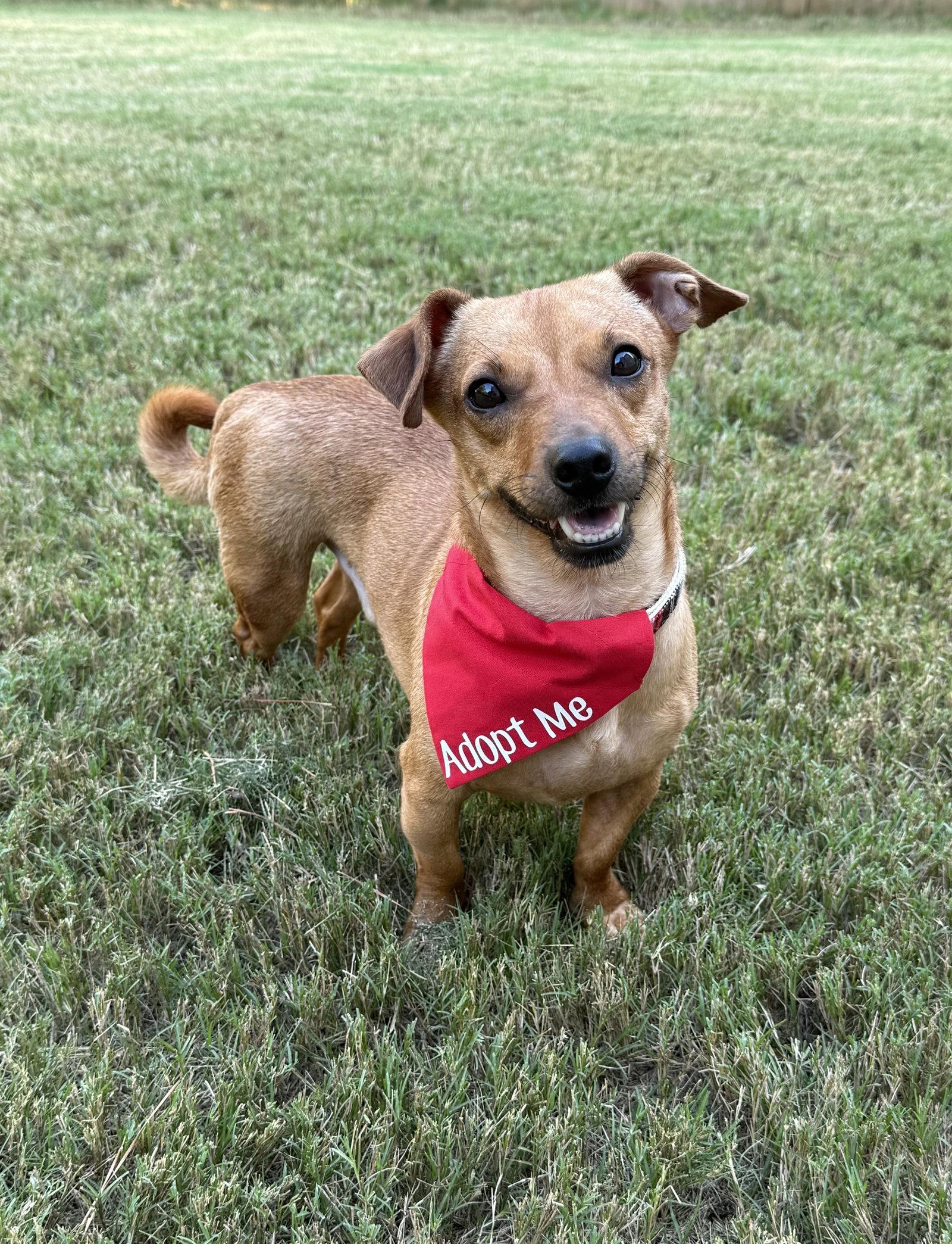 Enlarge Nee-Doh, a Adoptable Chihuahua in Alpharetta, GA image 1/3
