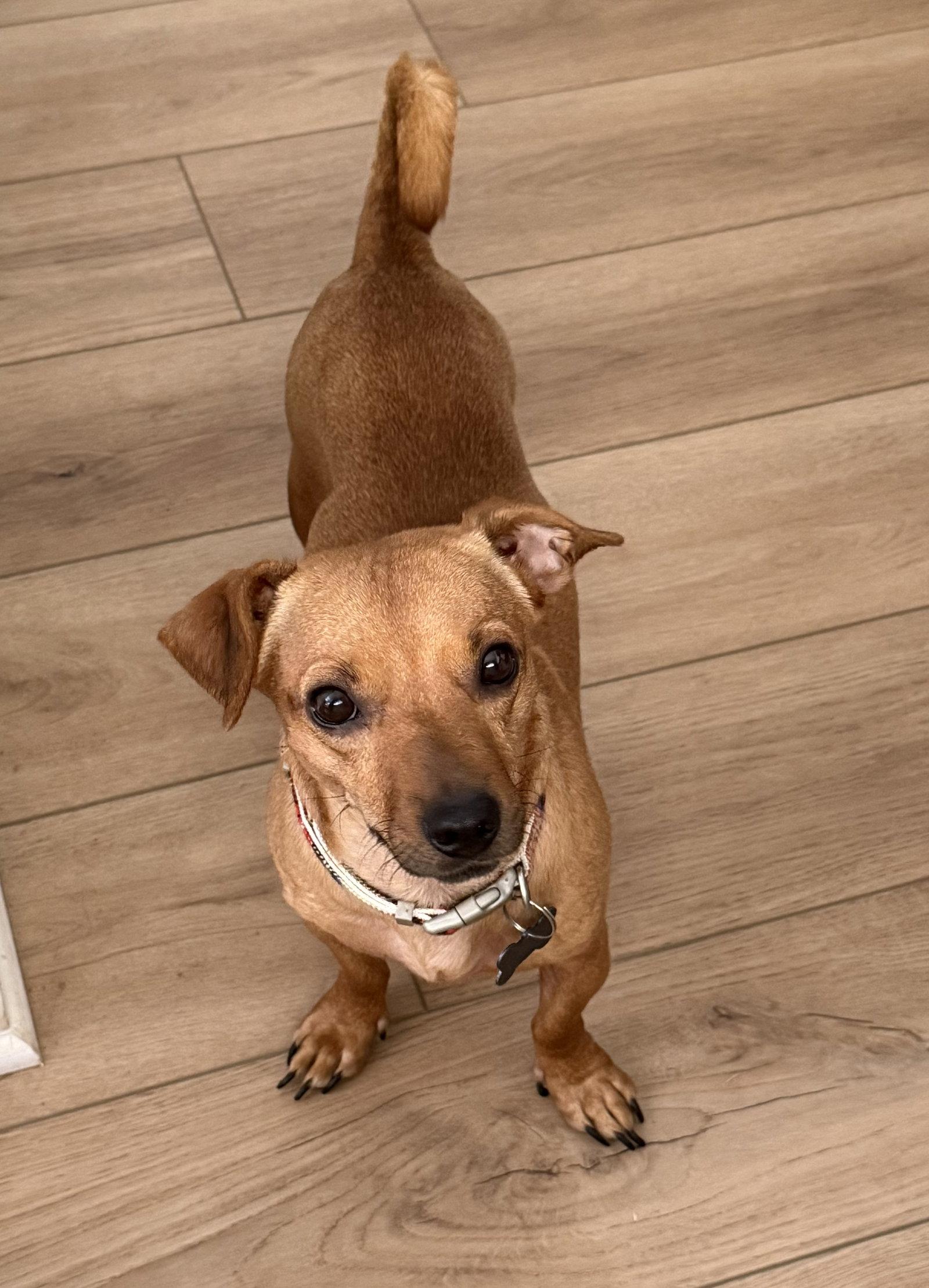 Enlarge Nee-Doh, a Adoptable Chihuahua in Alpharetta, GA image 2/3