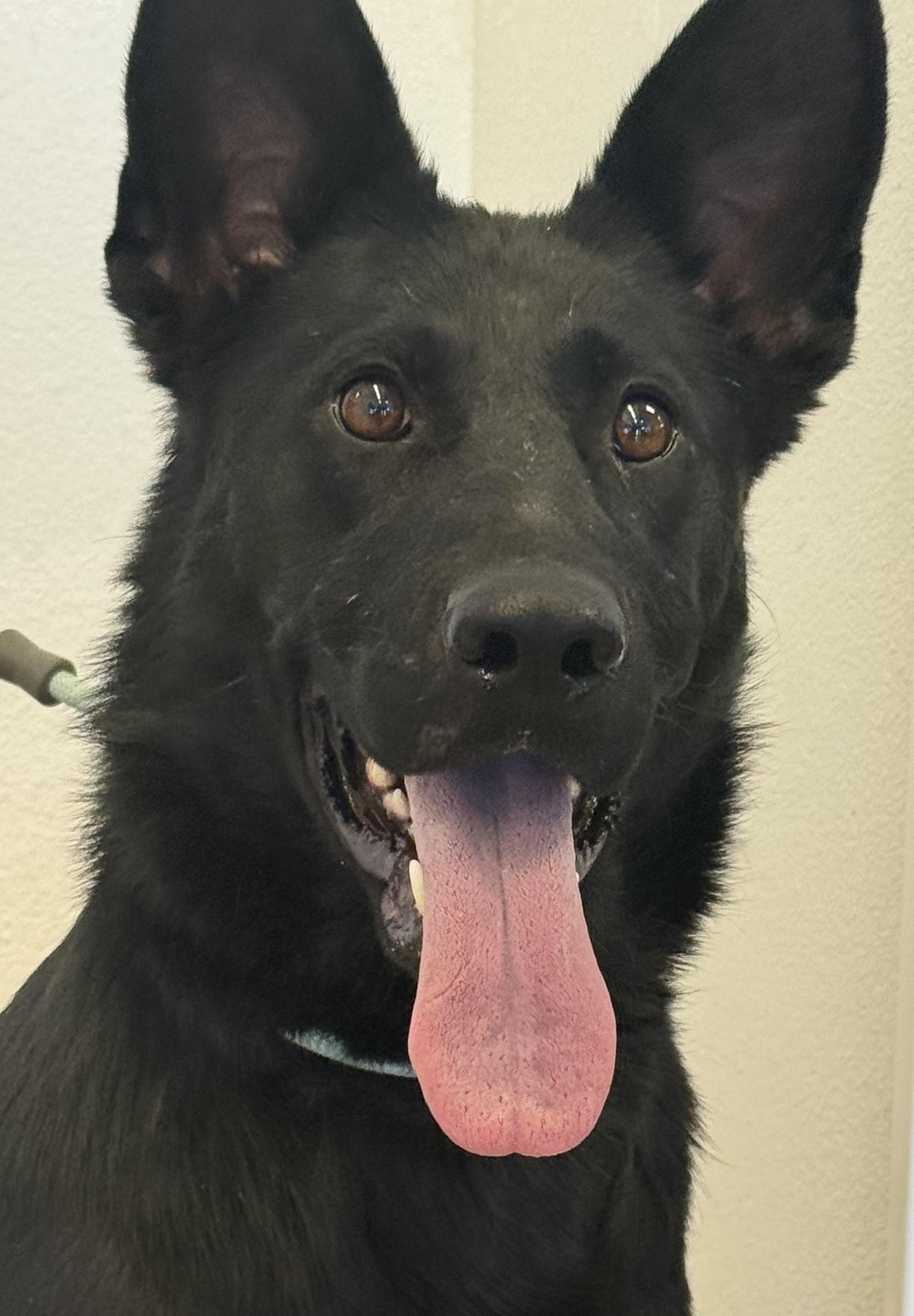 Nox, adopted, Young Female German Shepherd Dog.