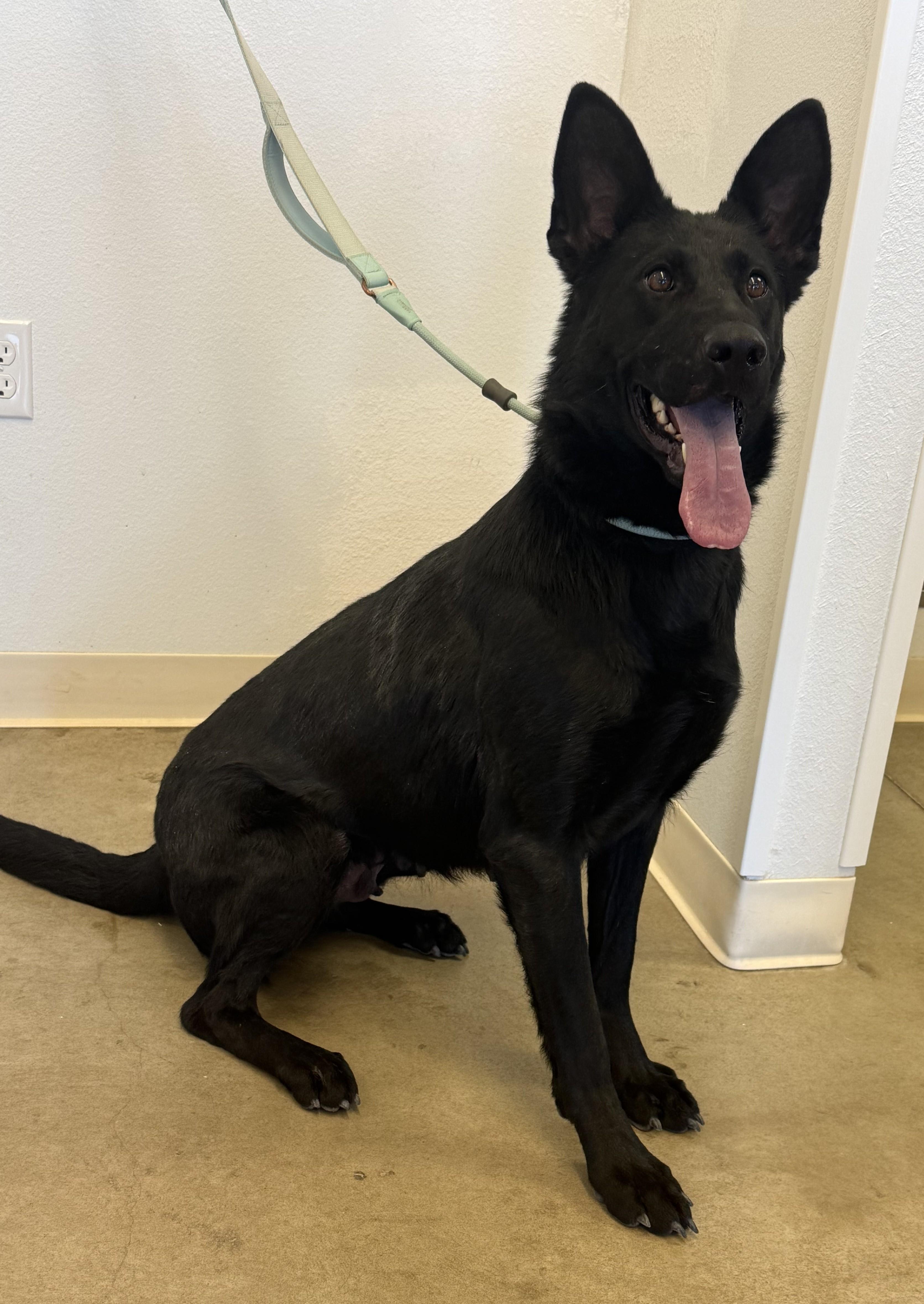 Nox, an adopted German Shepherd Dog in Greeley, CO image 2/2