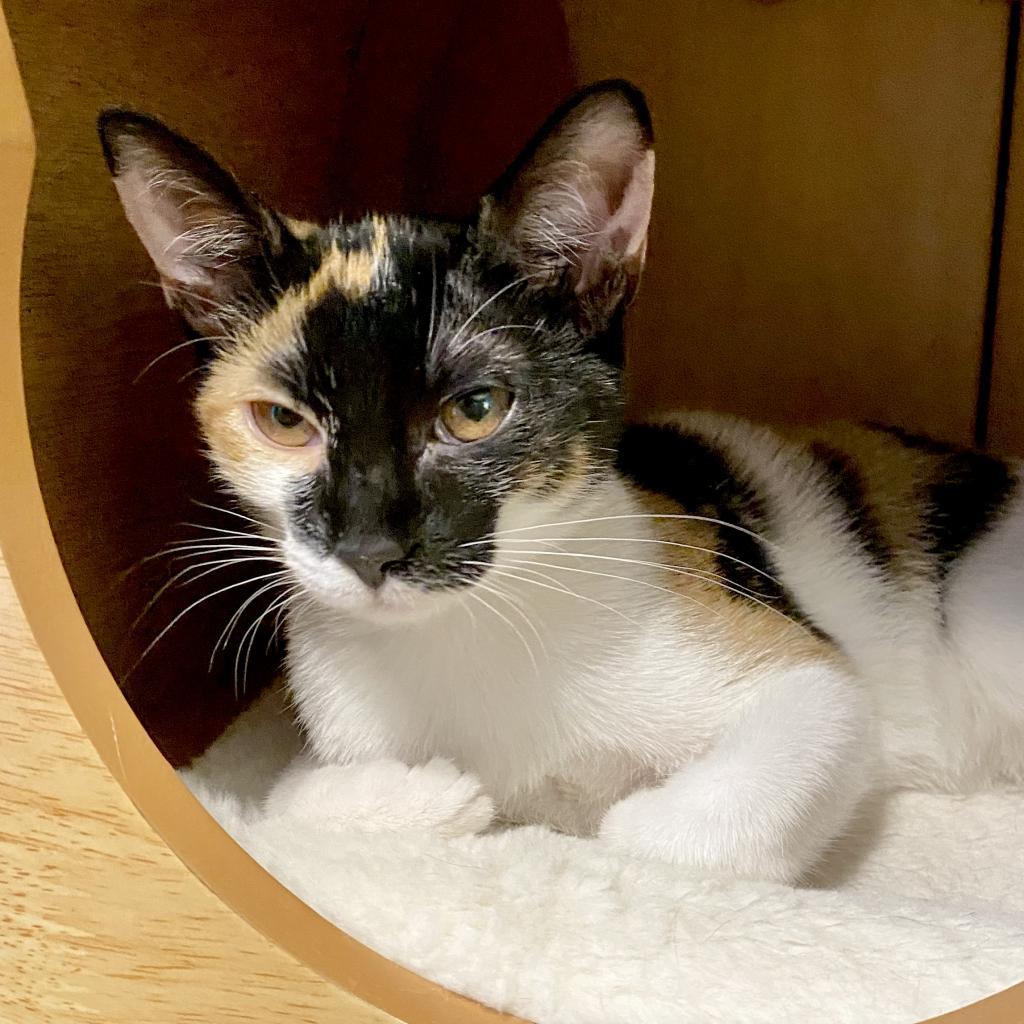 Zoey, Adoptable, Adult Female Domestic Short Hair.