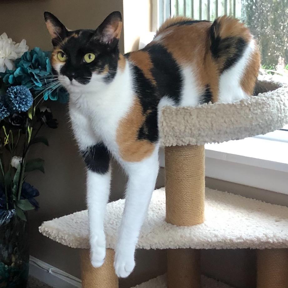 Zoey, a Adoptable mixed breed in Jupiter, FL image 2/6