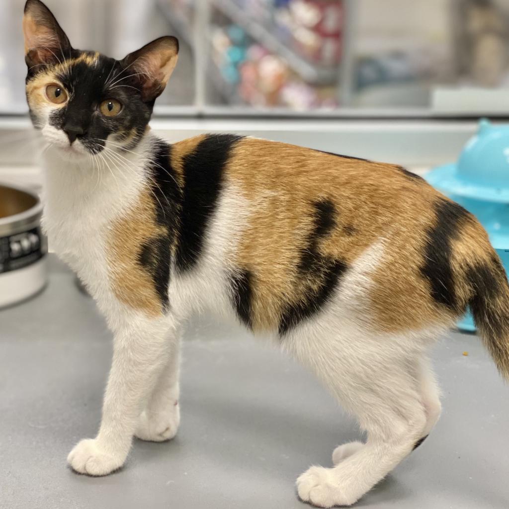 Zoey, a Adoptable mixed breed in Jupiter, FL image 3/6