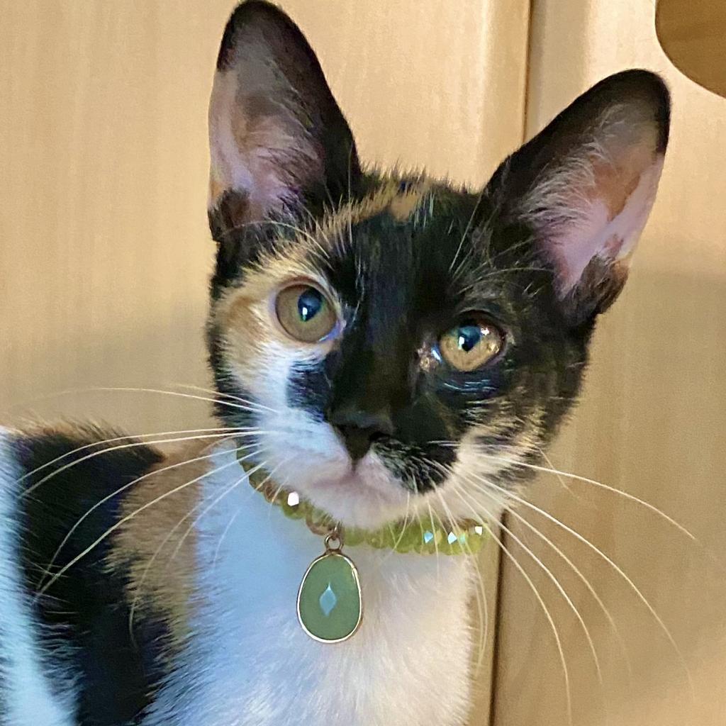 Zoey, a Adoptable mixed breed in Jupiter, FL image 4/6