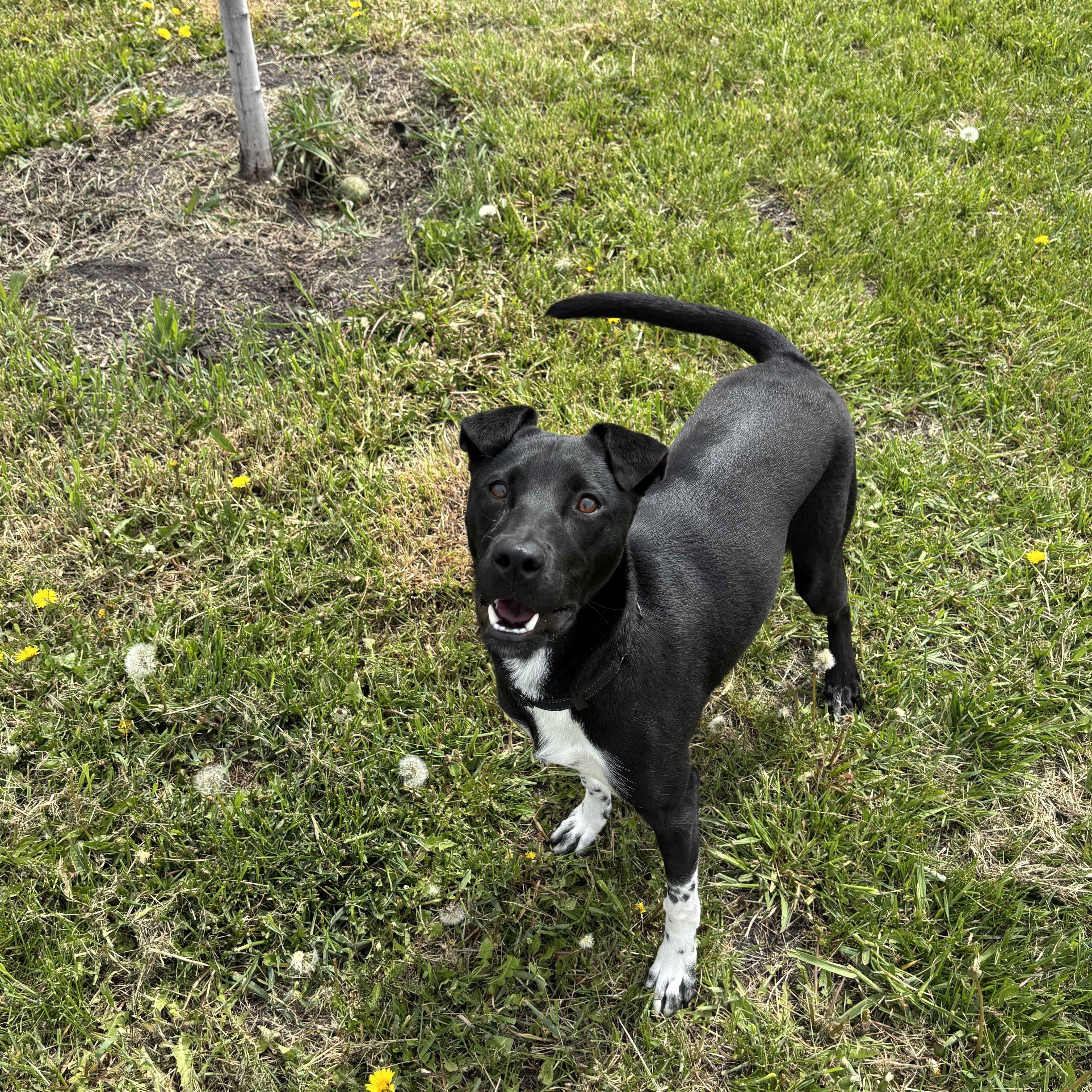 Magnolia, a ADOPTABLE mixed breed in La Grande, OR image 2/2