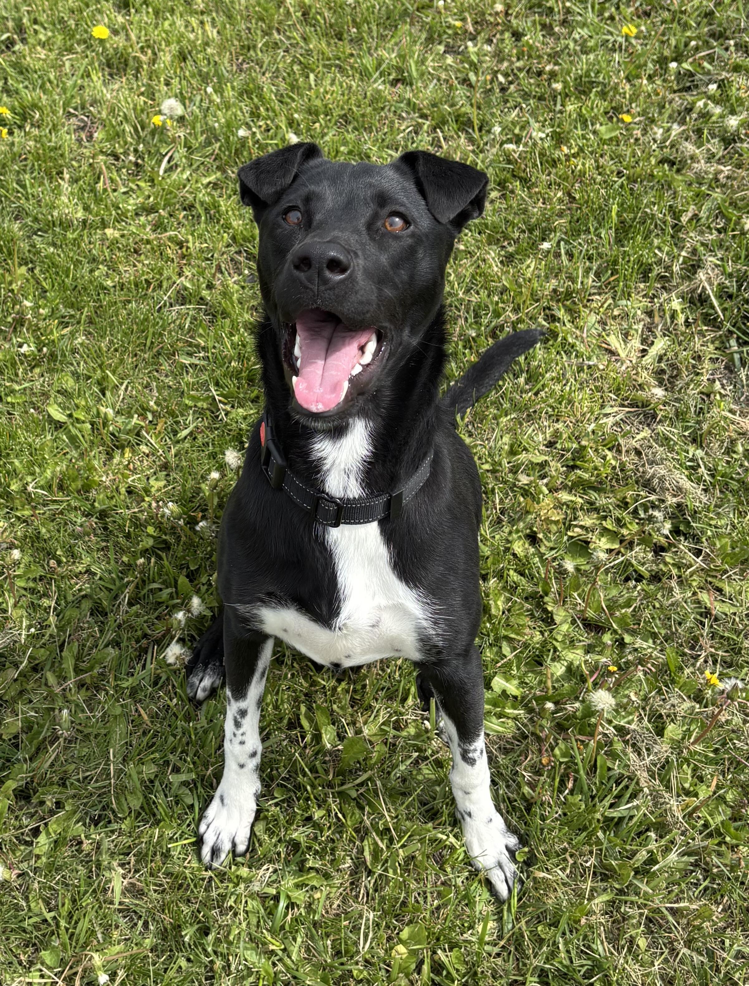 Magnolia, ADOPTABLE, Adult Female Mixed Breed.
