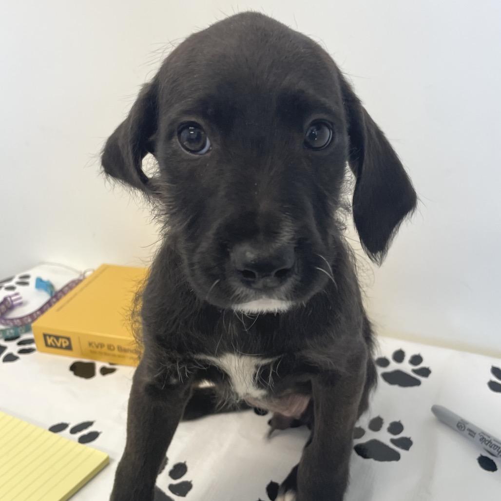 Enlarge Gwendolyn, a Adoptable mixed breed in Nashville, TN image 1/1